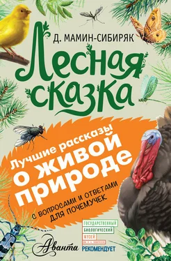 Дмитрий Мамин-Сибиряк Лесная сказка. С вопросами и ответами для почемучек обложка книги