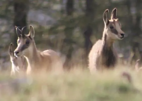 Jeunes chamois Joubarbes étoilées À cette altitude plus aucun arbre ne - фото 22