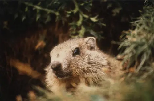 Jeune marmotte Le hameau dOndres En jetant un dernier regard sur Ondres - фото 24