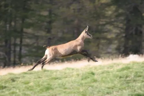 Chamois Le sentier entra à nouveau dans la forêt un chamois détala devant - фото 26