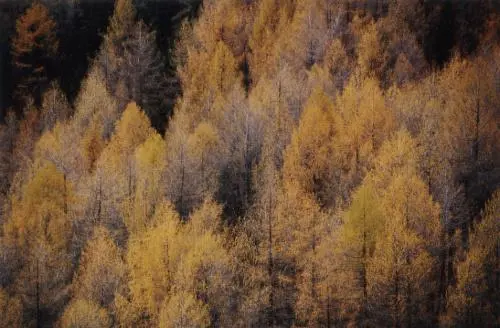 Forêt de mélèzes en octobre Alors elle prit le temps de regarder Regarder - фото 32