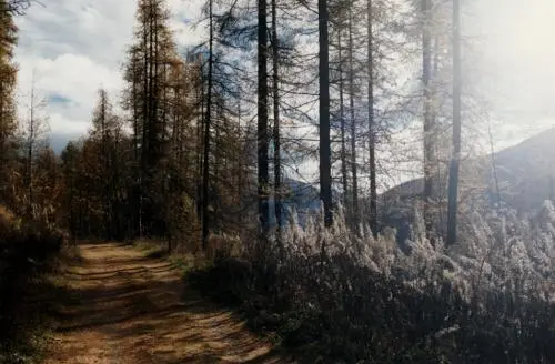Piste forestière du Bois de Vacheresse Sur le bord de la piste les épilobes - фото 41