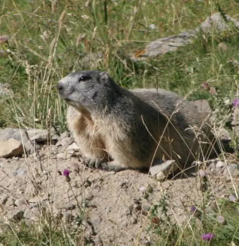 Marmotte Le soleil apparut enfin et même sils évitèrent de se confier - фото 46