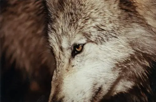 Le loup gris Ils discutèrent encore un bon moment Des touristes de cette - фото 48