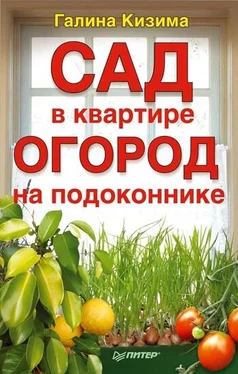 Галина Кизима Сад в квартире, огород на подоконнике обложка книги