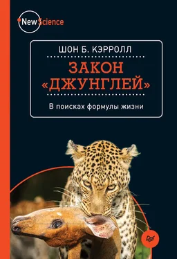 Шон Кэрролл Закон «джунглей». В поисках формулы жизни обложка книги