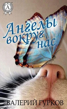 Валерий Гурков Ангелы вокруг нас обложка книги