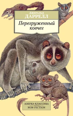 Джеральд Даррелл Перегруженный ковчег обложка книги