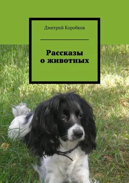 Дмитрий Коробков Рассказы о животных обложка книги