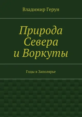 Владимир Герун Природа Севера и Воркуты. Годы в Заполярье обложка книги