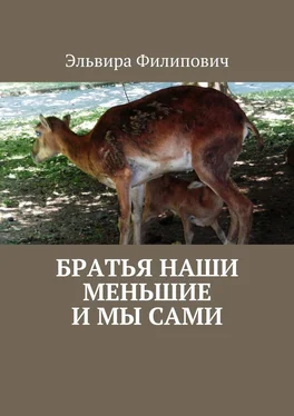 Эльвира Филипович Братья наши меньшие и мы сами обложка книги