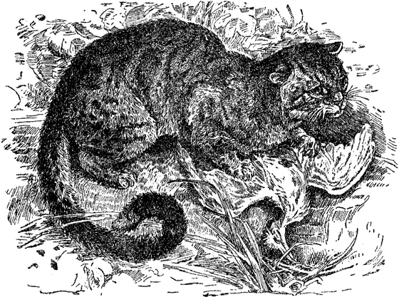 Мраморная кошка Крапчатая кошка самая сильная и крупная из мелких кошек - фото 99