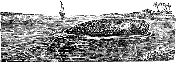 Сирены или морские коровы очень интересны по своему положению среди - фото 184