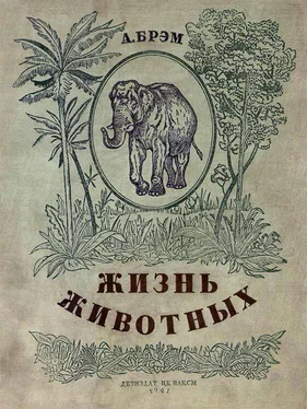 Валерий Язвицкий Жизнь животных в рассказах и картинках по А. Брэму обложка книги