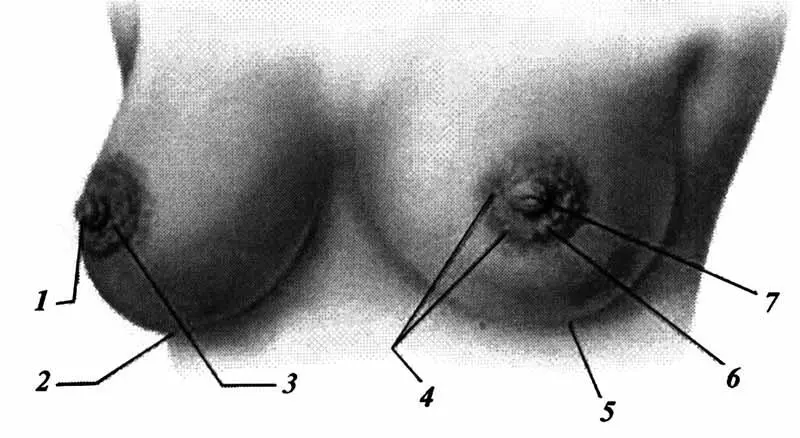 Рис 2Передний вид молочных желез 1 сосок 2 складка молочной железы 3 - фото 2
