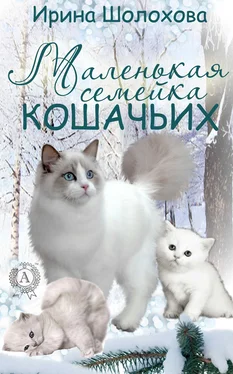 Ирина Шолохова Маленькая семейка кошачьих обложка книги