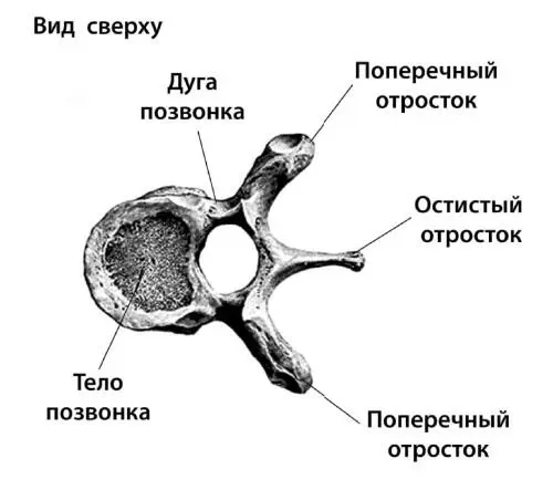Рисунок 1 Строение позвонков Между костными позвонками находятся хрящеподобные - фото 1