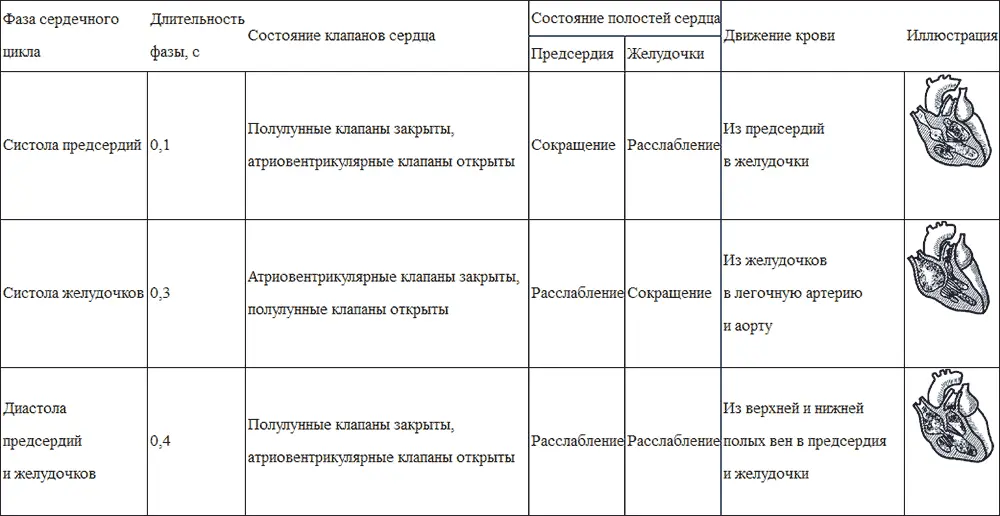 Кровеносные сосуды Кровообращение в организме обеспечивает еще одно важное - фото 3