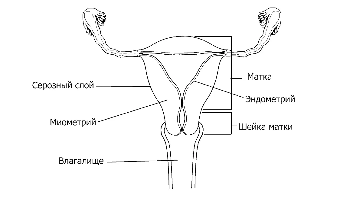 У эндометрия есть два слоя тот который прилежит к мышце матки называется - фото 3