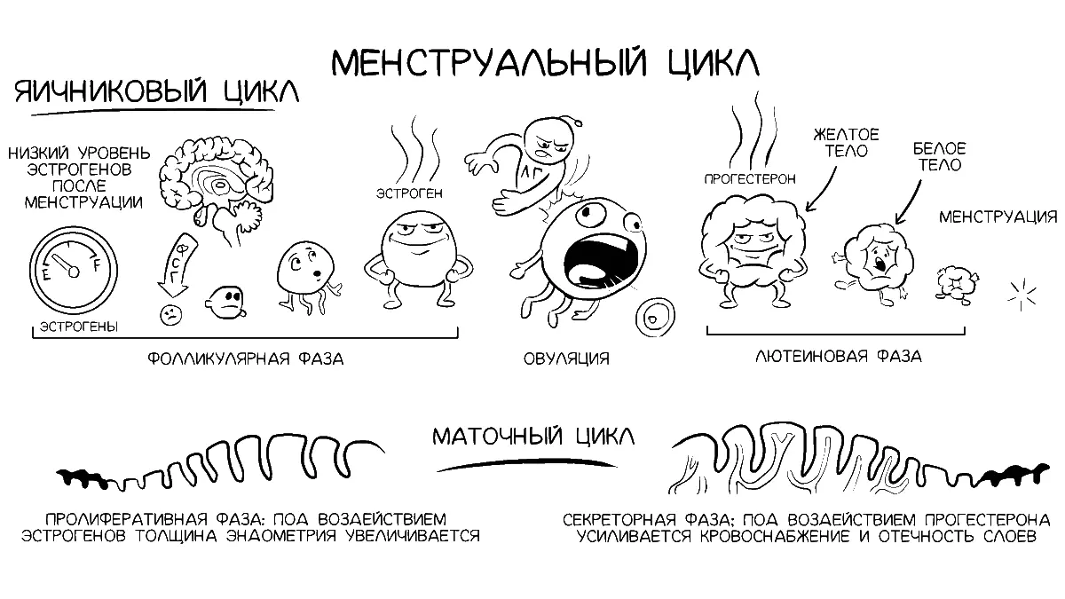 Вот такие процессы происходят во время менструального цикла на уровне яичника и - фото 6