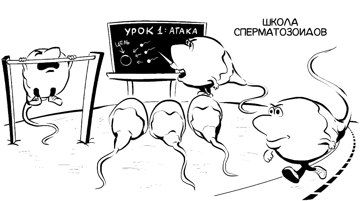 Сперматозоид очень маленькая по сравнению с яйцеклеткой клетка которая - фото 10