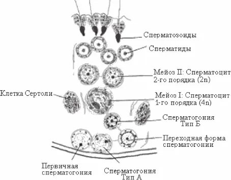 Рис 22 Строение сперматогенного эпителия По первичной структуре АСБ - фото 8