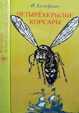 Иосиф Халифман Четырехкрылые корсары обложка книги