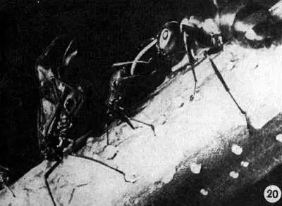 20 МУРАВЕЙ FORMICA RUFA КОРМИТСЯ САХАРИСТЫМИ ВЫДЕЛЕНИЯМИ ТЛЕЙ 21 МУРАВЕЙ - фото 52