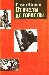 Реми Шовен - От пчелы до гориллы