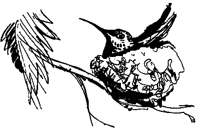 На земном шаре нет ни одной птицы которая могла бы соперничать с колибри по - фото 38