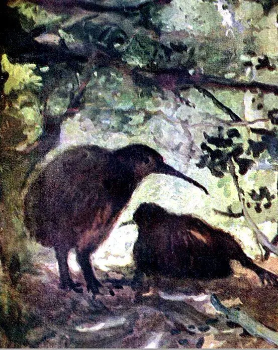 Интересны повадки этих птиц Кивисамка откладывает два редко три яйца и - фото 40