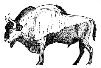 Рис 3 Евразийский Bison priscus предок всех североамериканских форм рода - фото 3