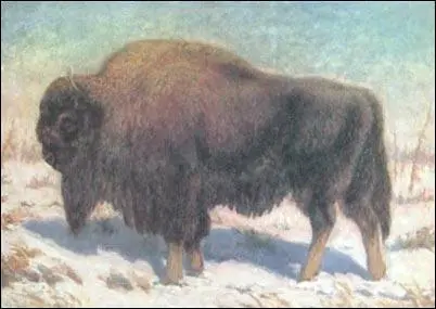 Самка Bison prisc us Якутия по Зубр 1979 Европейский зубр объект - фото 23