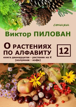 Виктор Пилован О растениях по алфавиту. Книга двенадцатая. Растения на К (колумнея – кофе) обложка книги