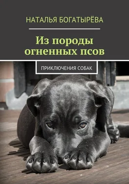 Наталья Богатырёва Из породы огненных псов. Приключения собак обложка книги