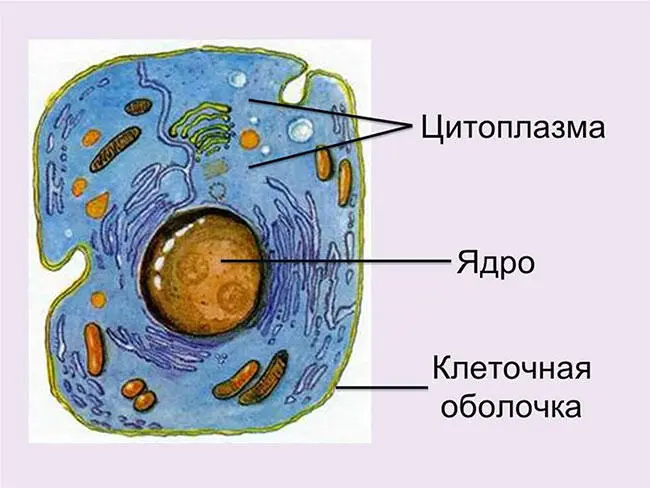 Рис 1 Строение клетки Каждая клетка состоит из ядра и цитоплазмы с - фото 1