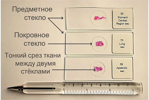 Рис 5 Общий вид и размеры микропрепаратов Такие маленькие кусочки тканей - фото 7