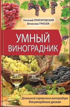 Евгений Пригаровский Умный виноградник обложка книги