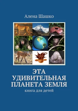 Алена Шашко Эта удивительная планета Земля. Книга для детей обложка книги