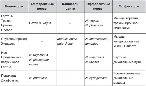 Экспираторная фаза фаза собственно откашливания Приблизительно через 02 с - фото 1
