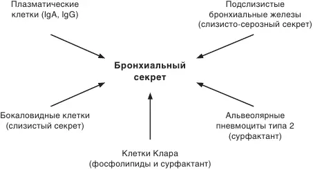 РисИсточники трахеобронхиального секрета Трахеобронхиальный секрет выполняет - фото 2