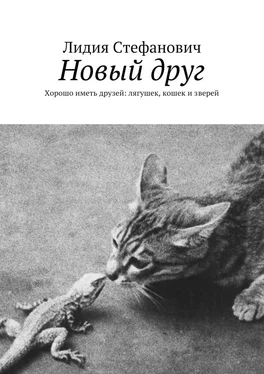 Лидия Стефанович Новый друг. Хорошо иметь друзей: лягушек, кошек и зверей обложка книги