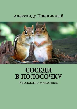 Александр Пшеничный Соседи в полосочку. Рассказы о животных обложка книги