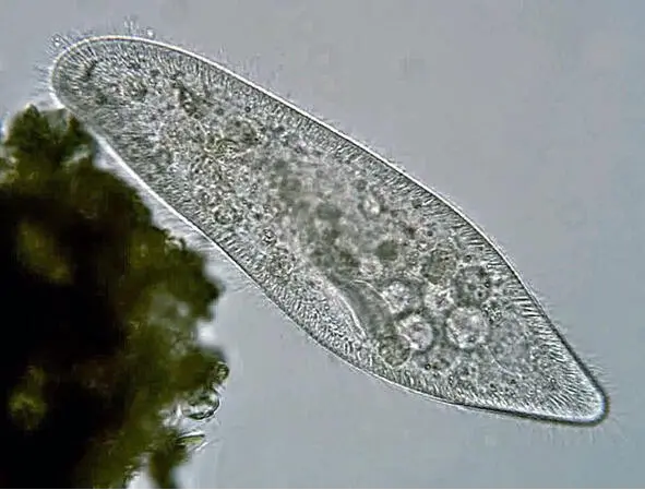 Инфузориятуфелька Paramecium caudatum Когда изменяли температуру одного - фото 15
