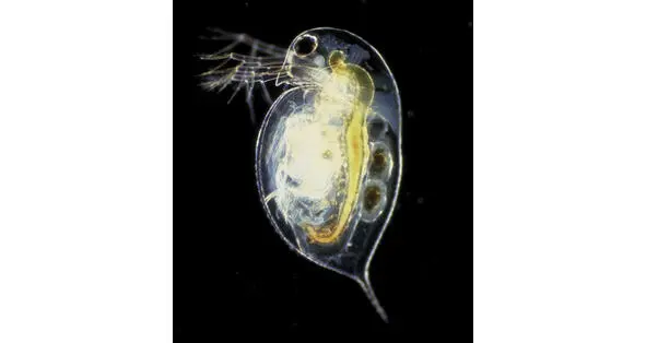 Дафния Daphnia Помещенная в трубку дафния сначала проплывала через - фото 16