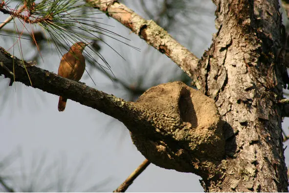 Птицапечник Furnariidae у своего гнезда А чтобы соорудить плотину какую - фото 19