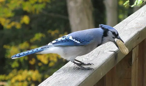 Голубая сойка Cyanocitta cristata Кто из нас людей может похвастаться - фото 20