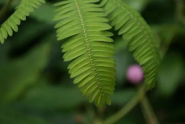 Мимоза стыдливая Mimosa pudica до прикасания Во время эксперимента доктор - фото 10