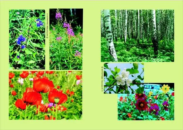 Природа прекрасна но иногда нуждается в нашей защите Редакция активно - фото 2