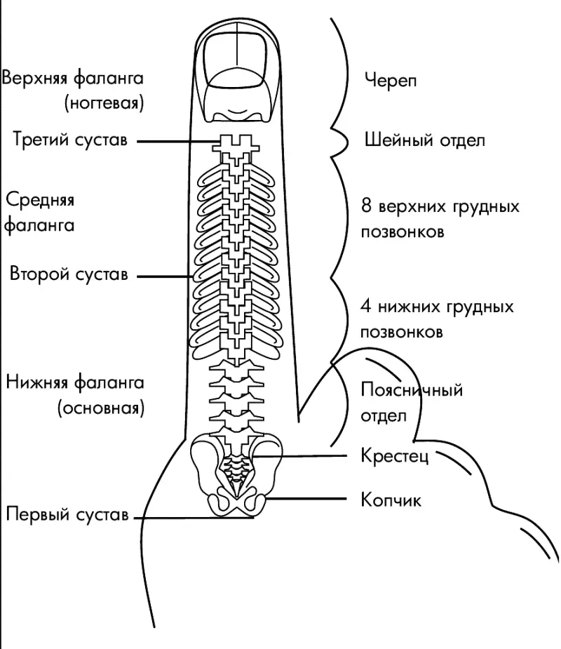 РИС 22 Проекция позвоночника в системе насекомого Это точки соответствия - фото 22